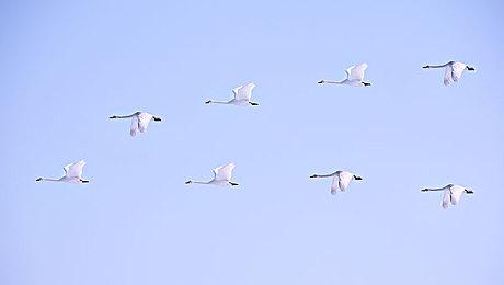 《美女与野兽》真人电影影响了《FF7重制版》开发